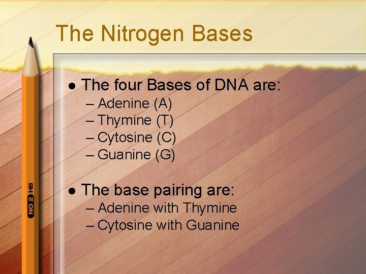 The Nitrogen Bases l The four Bases of DNA are: – Adenine (A) –