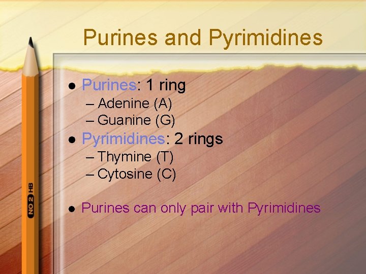 Purines and Pyrimidines l Purines: 1 ring – Adenine (A) – Guanine (G) l