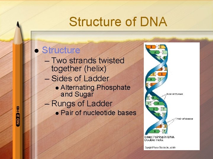 Structure of DNA l Structure – Two strands twisted together (helix) – Sides of