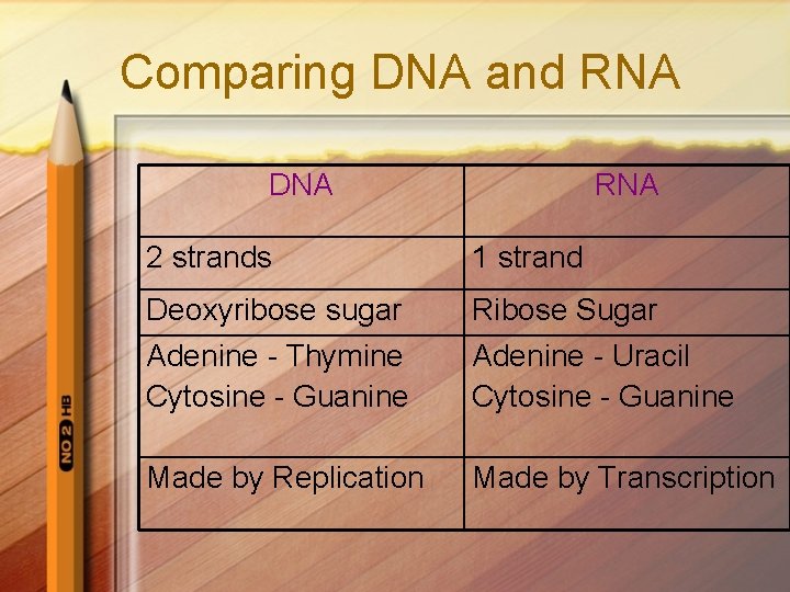 Comparing DNA and RNA DNA RNA 2 strands 1 strand Deoxyribose sugar Adenine -