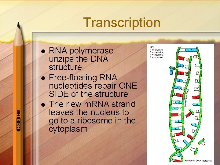 Transcription l l l RNA polymerase unzips the DNA structure Free-floating RNA nucleotides repair