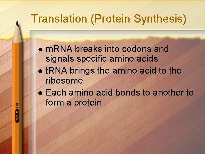 Translation (Protein Synthesis) l l l m. RNA breaks into codons and signals specific