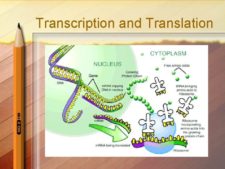 Transcription and Translation 