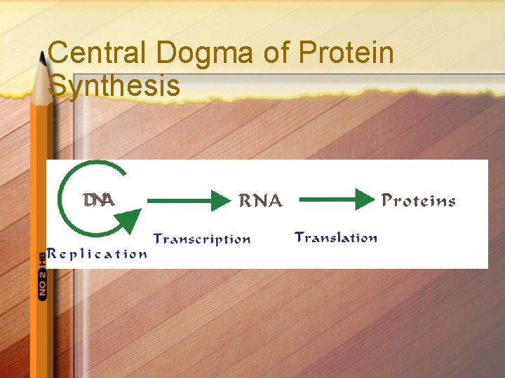 Central Dogma of Protein Synthesis 