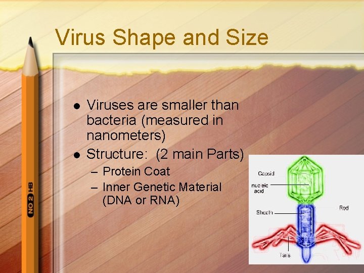 Virus Shape and Size l l Viruses are smaller than bacteria (measured in nanometers)