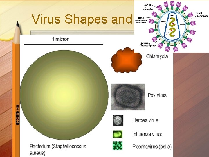 Virus Shapes and Sizes 