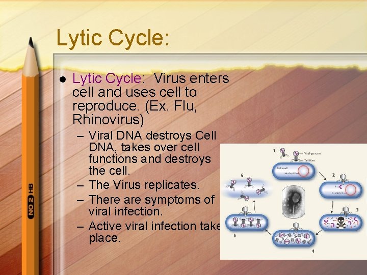 Lytic Cycle: l Lytic Cycle: Virus enters cell and uses cell to reproduce. (Ex.