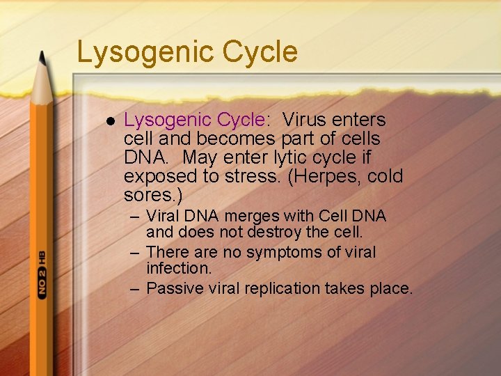 Lysogenic Cycle l Lysogenic Cycle: Virus enters cell and becomes part of cells DNA.