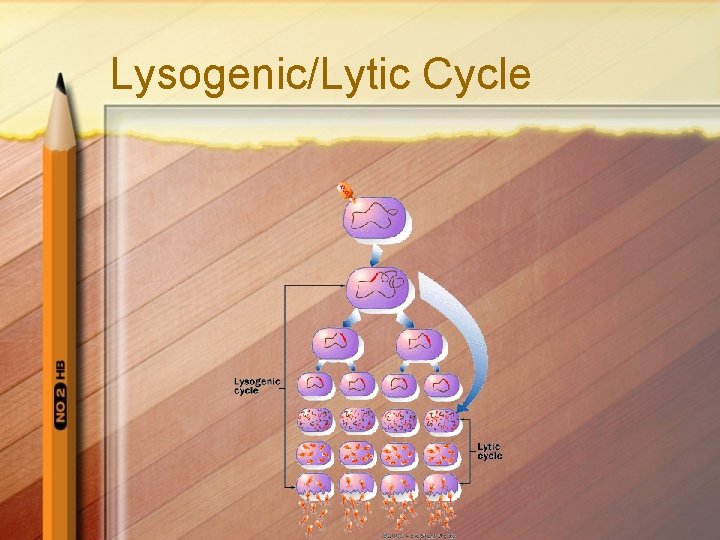 Lysogenic/Lytic Cycle 