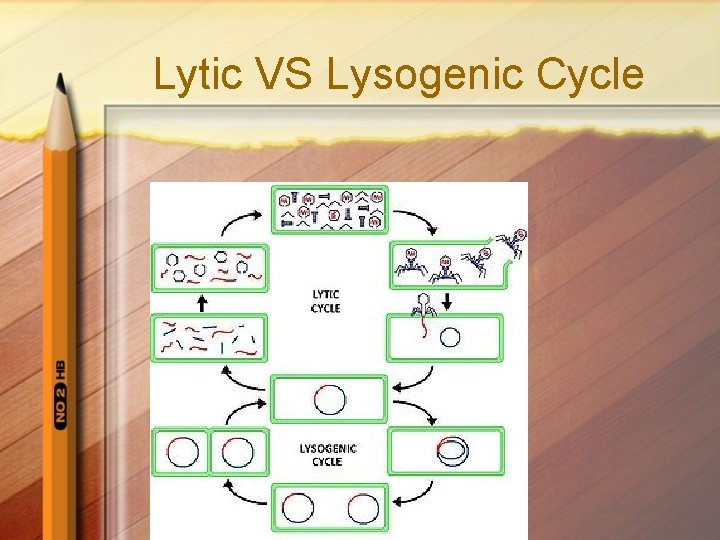 Lytic VS Lysogenic Cycle 