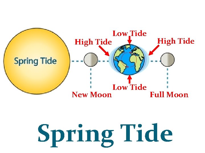 High Tide New Moon Low Tide High Tide Full Moon Spring Tide 