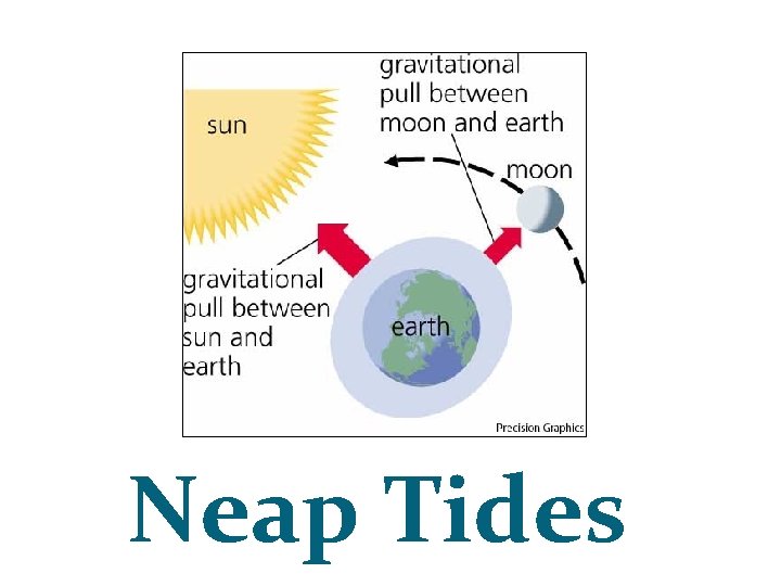 Neap Tides 