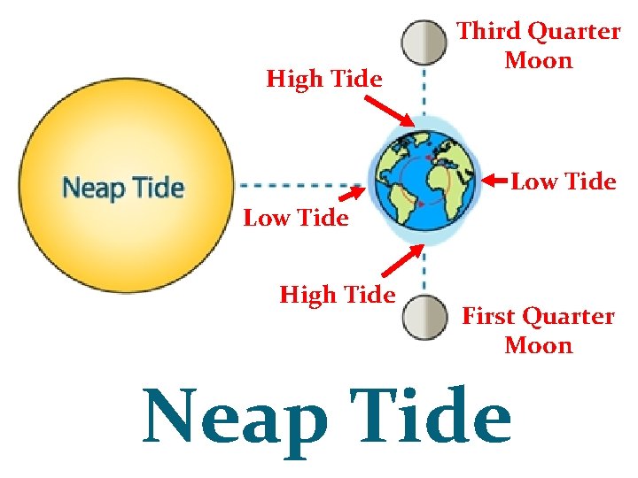 High Tide Third Quarter Moon Low Tide High Tide First Quarter Moon Neap Tide