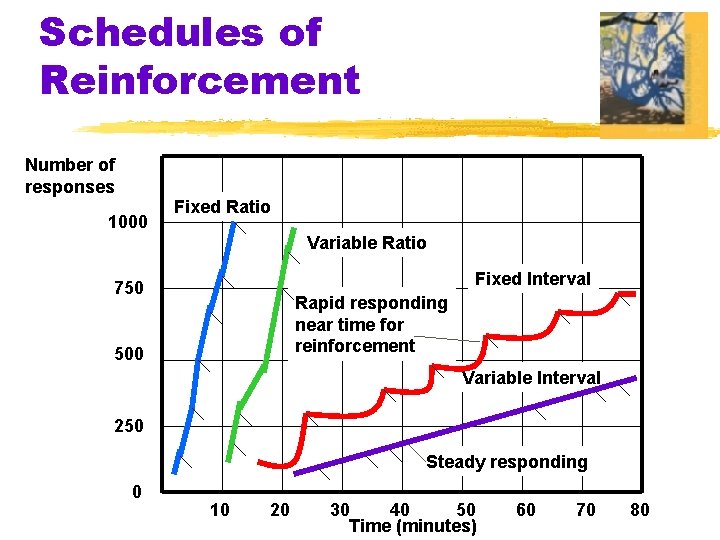 Schedules of Reinforcement Number of responses 1000 Fixed Ratio Variable Ratio Fixed Interval 750