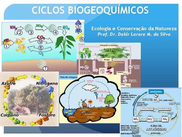 CICLOS BIOGEOQUÍMICOS Ecologia e Conservação da Natureza Prof. Dr. Dakir Larara M. da Silva