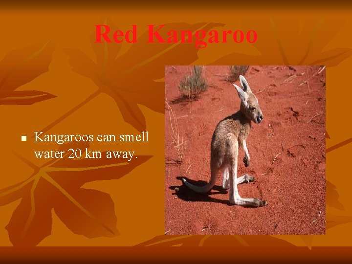 Red Kangaroo n Kangaroos can smell water 20 km away. 
