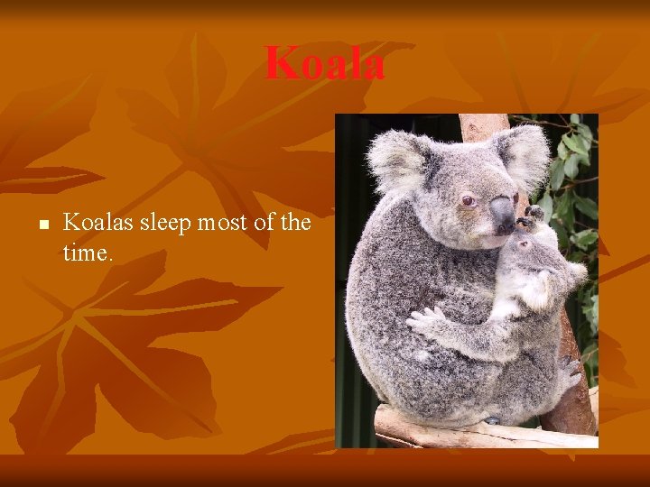 Koala n Koalas sleep most of the time. 