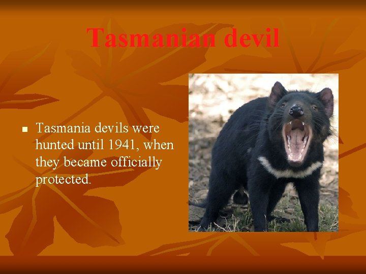 Tasmanian devil n Tasmania devils were hunted until 1941, when they became officially protected.