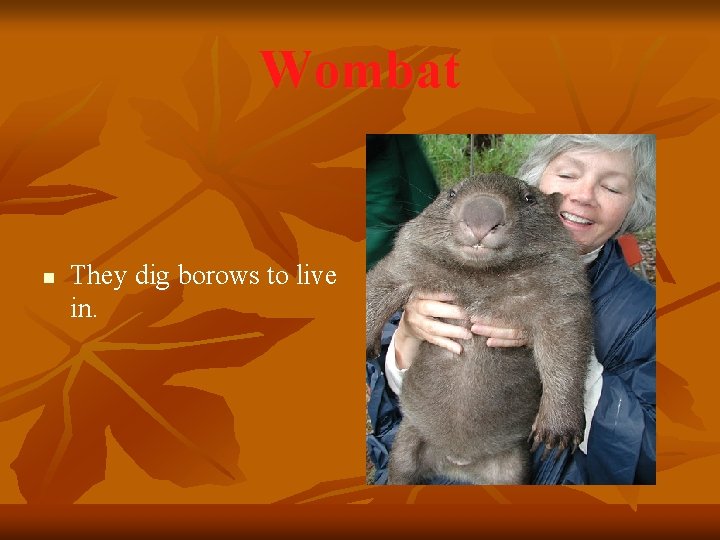 Wombat n They dig borows to live in. 