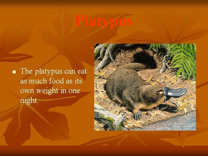 Platypus n The platypus can eat as much food as its own weight in