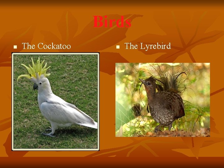 Birds n The Cockatoo n The Lyrebird 