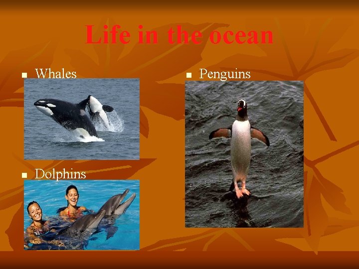 Life in the ocean n Whales n Dolphins n Penguins 