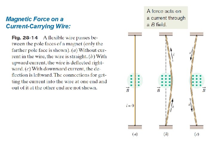 Magnetic Force on a Current-Carrying Wire: 