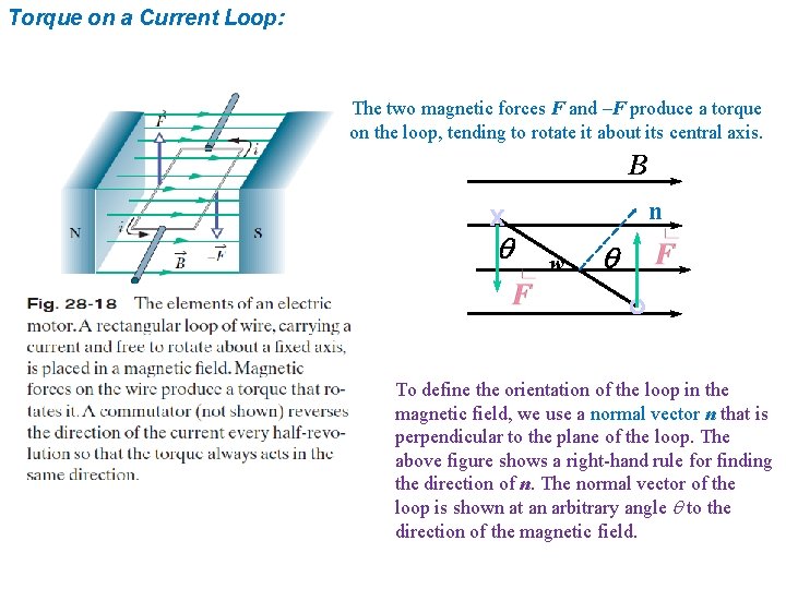 Torque on a Current Loop: The two magnetic forces F and –F produce a