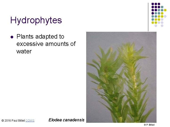 Hydrophytes l Plants adapted to excessive amounts of water © 2016 Paul Billiet ODWS
