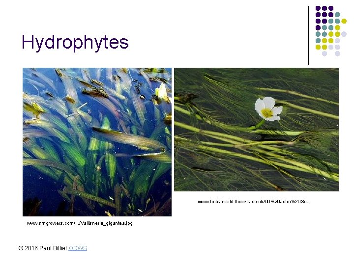 Hydrophytes www. british-wild-flowers. co. uk/00%20 John%20 So. . . www. smgrowers. com/. . .