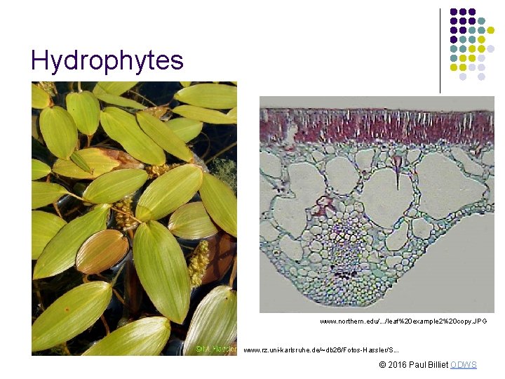 Hydrophytes www. northern. edu/. . . /leaf%20 example 2%20 copy. JPG www. rz. uni-karlsruhe.