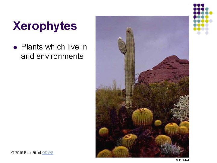 Xerophytes l Plants which live in arid environments © 2016 Paul Billiet ODWS ©