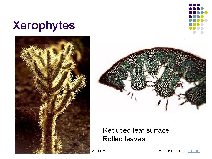 Xerophytes Reduced leaf surface Rolled leaves © P Billiet © 2016 Paul Billiet ODWS