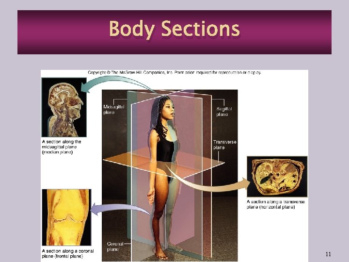 Body Sections 11 
