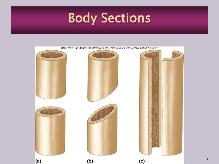 Body Sections 13 