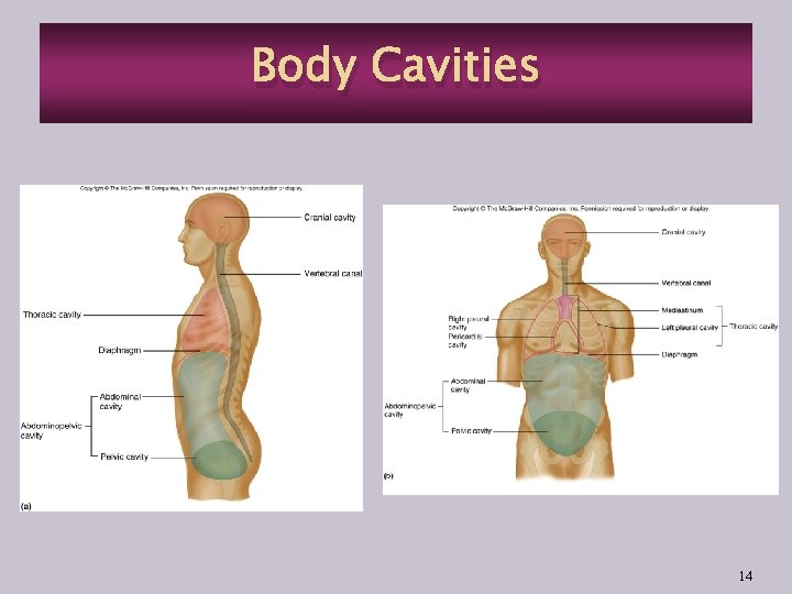 Body Cavities 14 