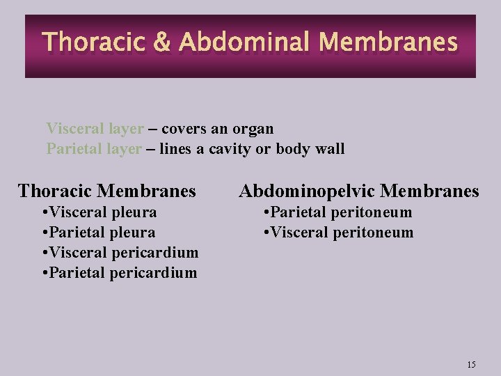 Thoracic & Abdominal Membranes Visceral layer – covers an organ Parietal layer – lines