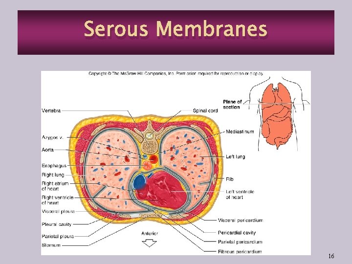 Serous Membranes 16 