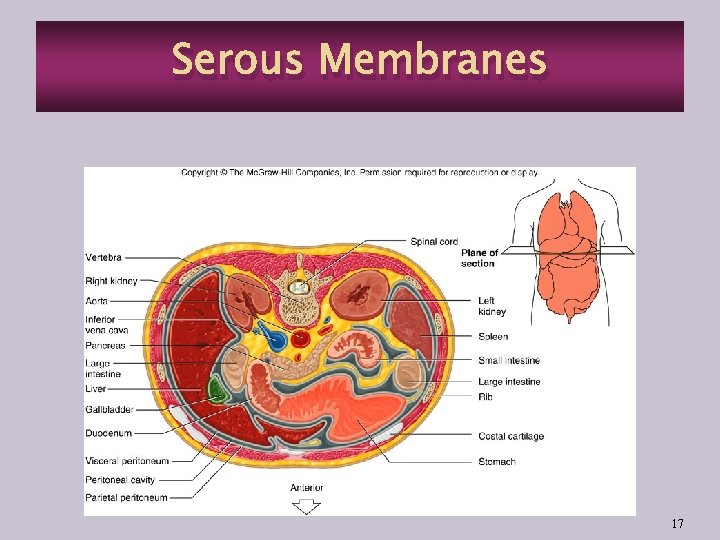 Serous Membranes 17 