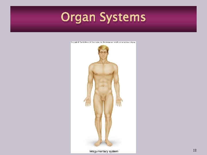 Organ Systems 18 