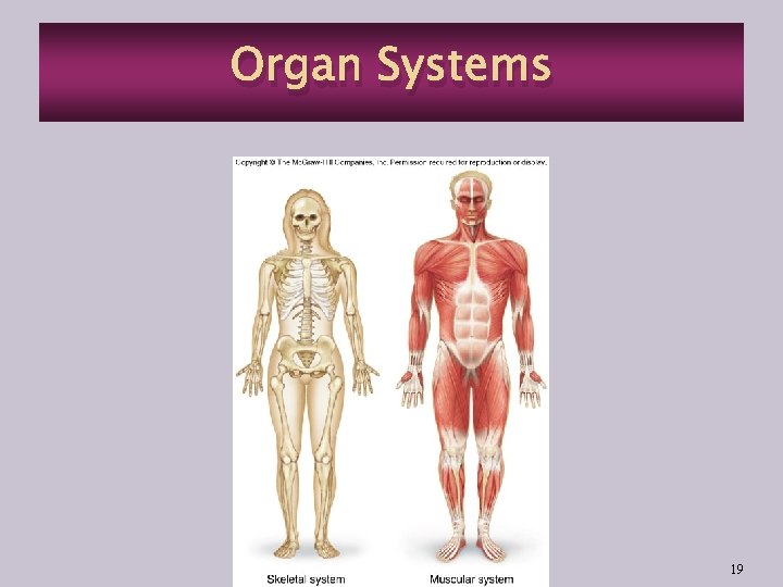 Organ Systems 19 