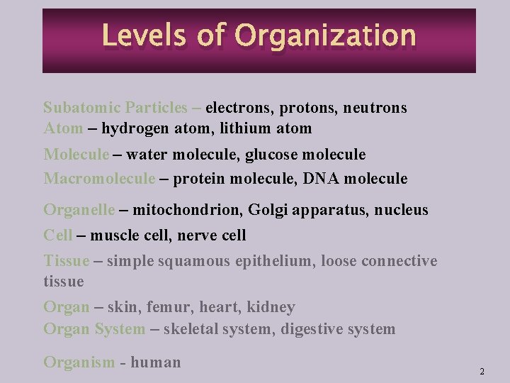 Levels of Organization Subatomic Particles – electrons, protons, neutrons Atom – hydrogen atom, lithium