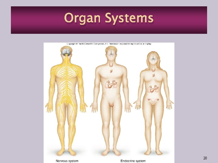 Organ Systems 20 