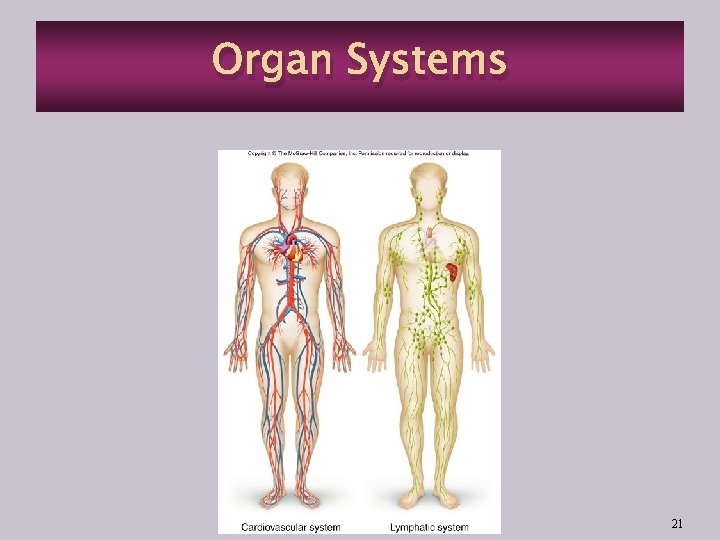 Organ Systems 21 