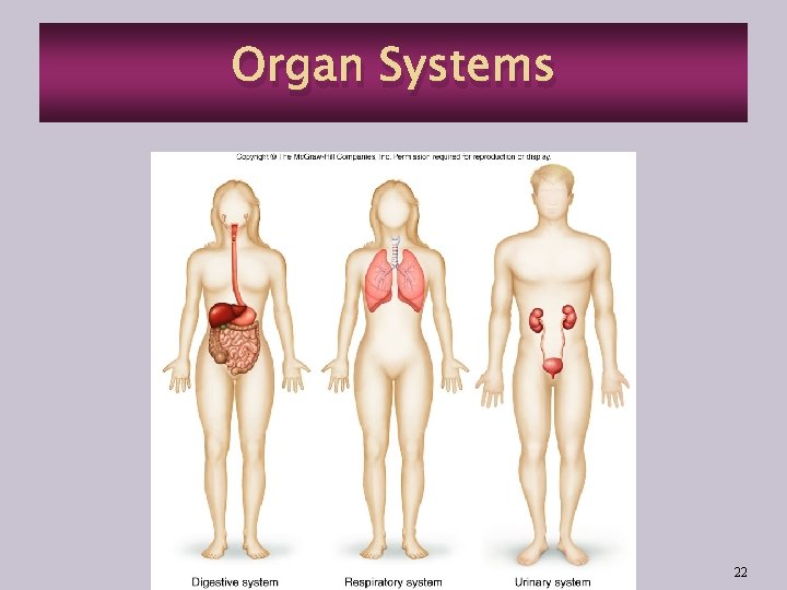 Organ Systems 22 