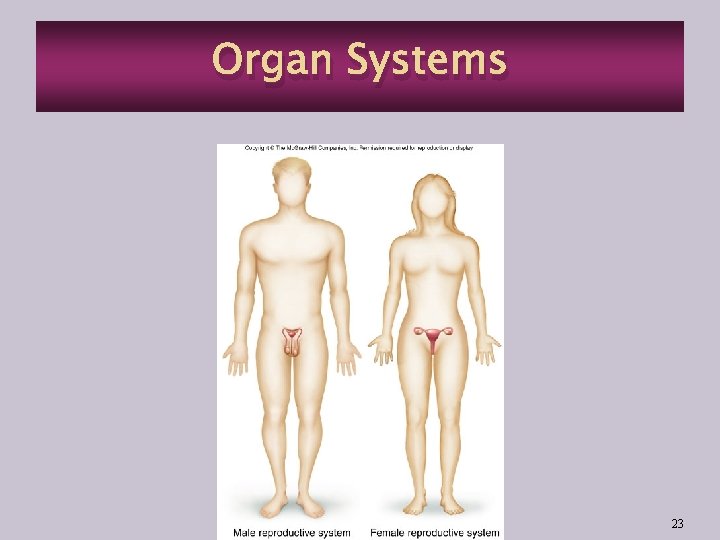 Organ Systems 23 