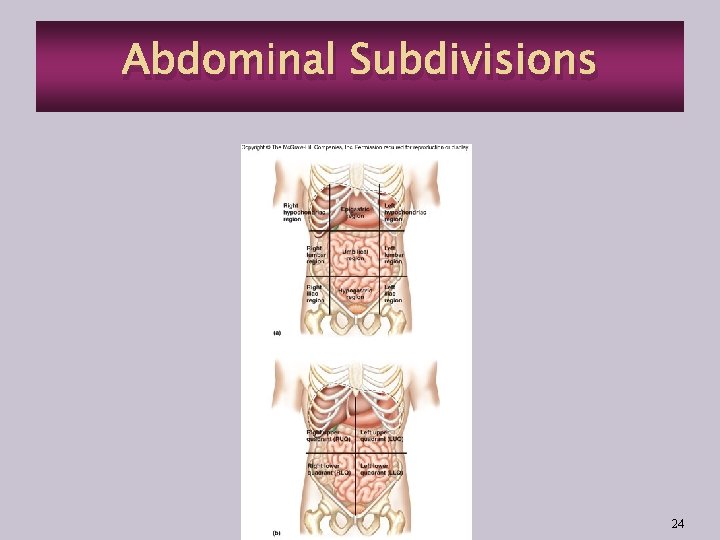 Abdominal Subdivisions 24 