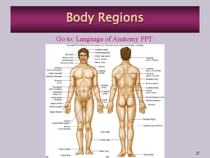 Body Regions Go to: Language of Anatomy PPT 25 