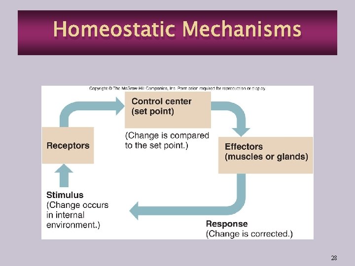 Homeostatic Mechanisms 28 