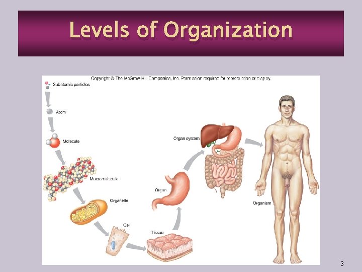 Levels of Organization 3 